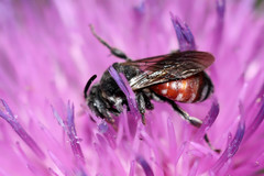 Ammobates punctatus