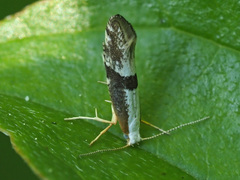 Argyresthia spinosella