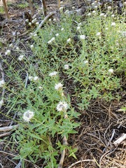 Monardella odoratissima pallida