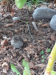 Zonotrichia capensis