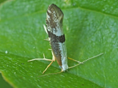 Argyresthia spinosella
