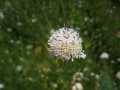 Cephalaria