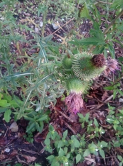 Cirsium vulgare