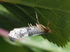 Argyresthia spinosella