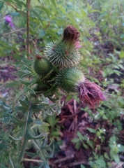 Cirsium vulgare