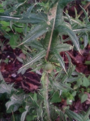 Cirsium vulgare