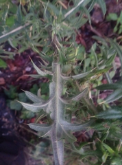 Cirsium vulgare