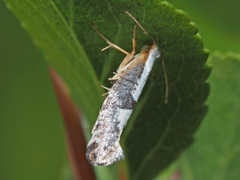 Argyresthia spinosella