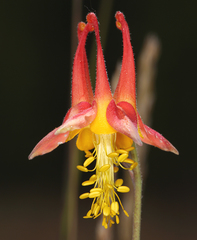 Aquilegia shockleyi