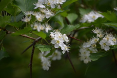 Crataegus irrasa