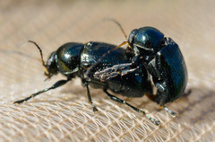 Cryptocephalus androgyne