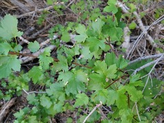 Acer glabrum torreyi