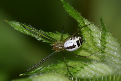 Neriene emphana