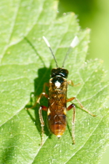 Taxonus terminalis