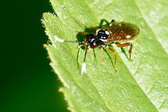 Taxonus terminalis
