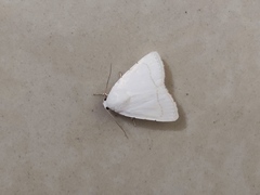 Bagisarinae