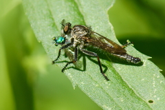 Machimus notatus