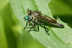 Machimus notatus