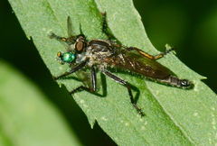 Machimus notatus