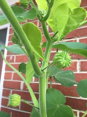 Abutilon theophrasti