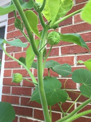 Abutilon theophrasti