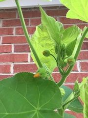 Abutilon theophrasti