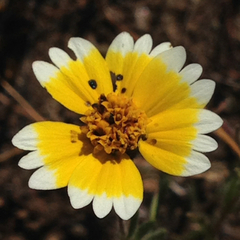 Layia platyglossa
