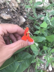 Erythranthe cinnabarina