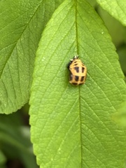 Harmonia axyridis