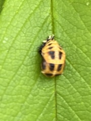 Harmonia axyridis