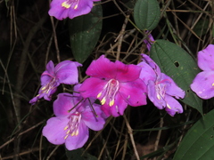 Meriania selvaflorensis