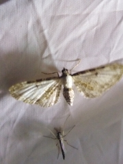 Eupithecia succenturiata