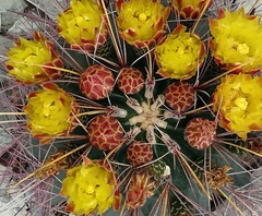 Hamatocactus hamatacanthus hamatacanthus