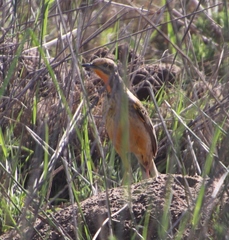 Macronyx capensis capensis