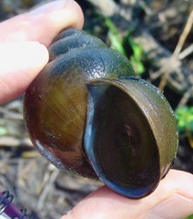 Cipangopaludina chinensis