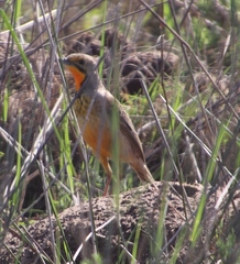 Macronyx capensis capensis
