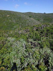 Neotoma fuscipes annectens