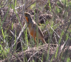 Macronyx capensis capensis