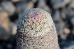 Echinocereus pectinatus pectinatus