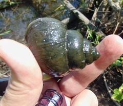 Cipangopaludina chinensis