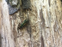 Buprestis rufipes
