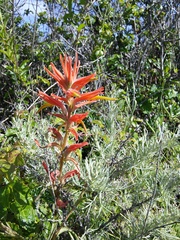 Castilleja subinclusa