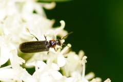 Rhagonycha angulata