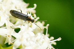 Rhagonycha angulata