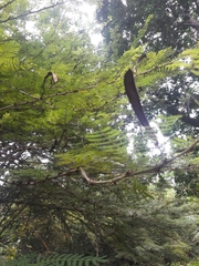 Calliandra surinamensis