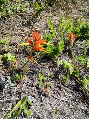 Castilleja subinclusa