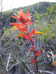 Castilleja subinclusa
