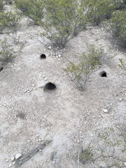 Dipodomys spectabilis