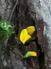 Diphysa carthagenensis