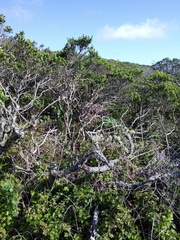 Neotoma fuscipes annectens